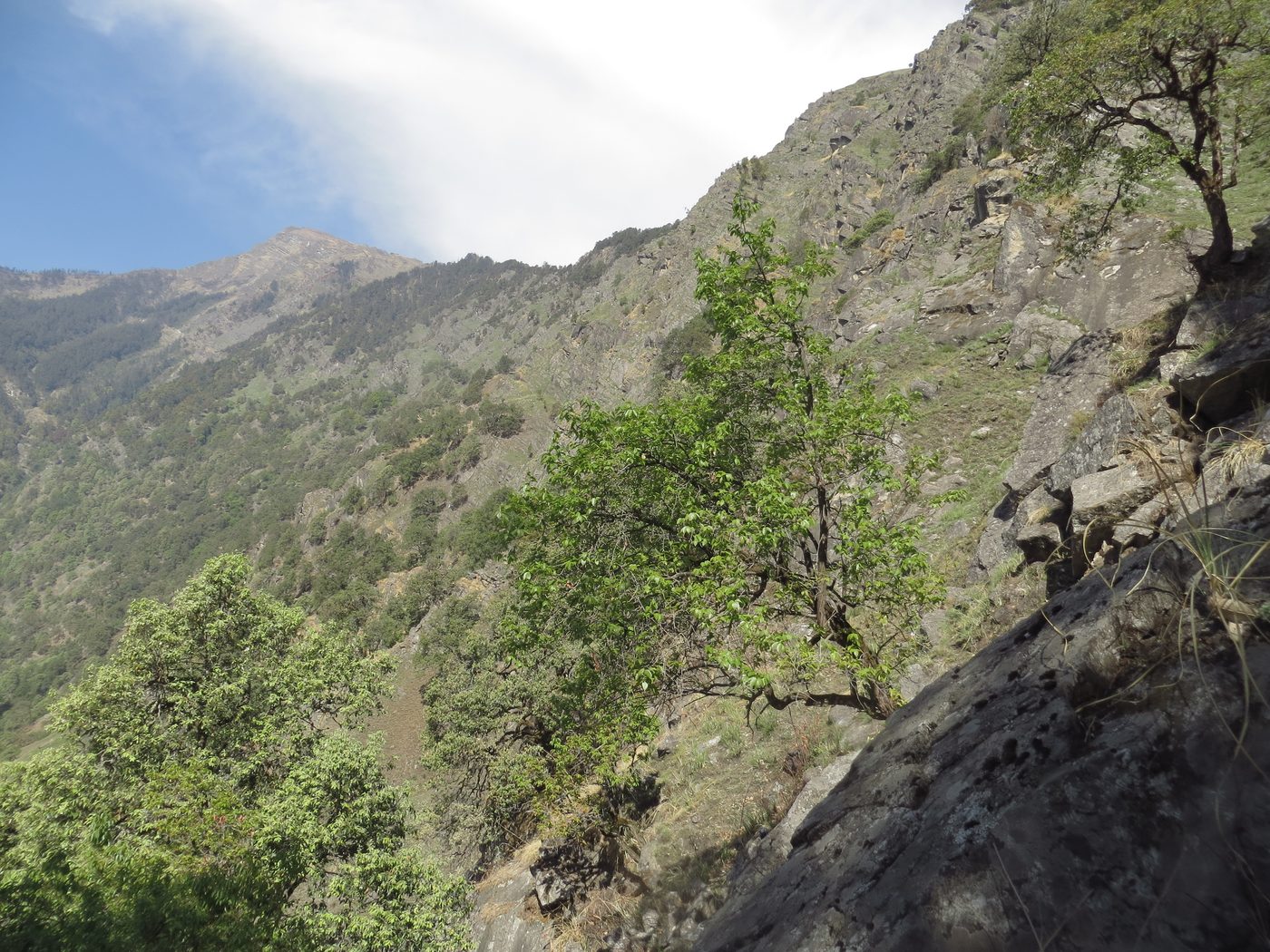 Kumaon hillside with the high Himalaya on the horizon, the country this guide covers from Haldwani